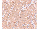 ZBTB8 Antibody in Immunohistochemistry (Paraffin) (IHC (P))