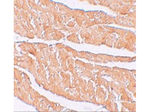 ZBTB9 Antibody in Immunohistochemistry (Paraffin) (IHC (P))