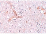 ZC3H12C Antibody in Immunohistochemistry (Paraffin) (IHC (P))