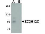 ZC3H12C Antibody in Western Blot (WB)