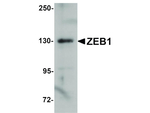 ZEB1 Antibody in Western Blot (WB)