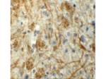 ZFP219 Antibody in Immunohistochemistry (Paraffin) (IHC (P))