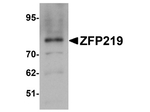 ZFP219 Antibody in Western Blot (WB)