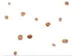 ZHANGFEI Polyclonal Antibody