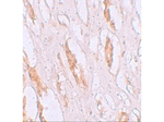 ZIP1 Antibody in Immunohistochemistry (Paraffin) (IHC (P))