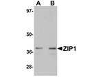 ZIP1 Antibody in Western Blot (WB)