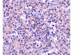 ZIP10 Polyclonal Antibody