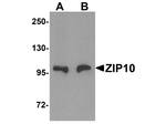 ZIP10 Antibody in Western Blot (WB)