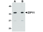 ZIP11 Antibody in Western Blot (WB)