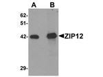 ZIP12 Antibody in Western Blot (WB)