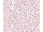 ZIP13 Antibody in Immunohistochemistry (Paraffin) (IHC (P))