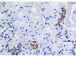 ZIP14 Antibody in Immunohistochemistry (Paraffin) (IHC (P))