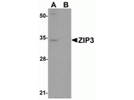 ZIP3 Antibody in Western Blot (WB)