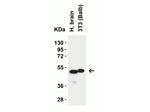ZIP7 Antibody in Western Blot (WB)