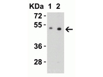 ZIP7 Antibody in Western Blot (WB)