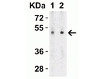 ZIP7 Antibody in Western Blot (WB)
