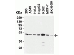 ZIP7 Antibody in Western Blot (WB)