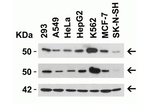 ZIP7 Antibody in Western Blot (WB)