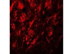 ZIP9 Polyclonal Antibody