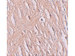 ZIP9 Antibody in Immunohistochemistry (Paraffin) (IHC (P))