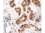 ZNF346 (CT) Antibody in Immunohistochemistry (Paraffin) (IHC (P))