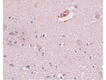 ZNF536 Antibody in Immunohistochemistry (Paraffin) (IHC (P))