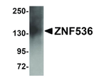 ZNF536 Antibody in Western Blot (WB)