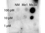 Methyl-STAT1 (Arg31) Antibody in Dot Blot (DB)
