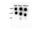 STAT3 (Internal) Antibody in Dot Blot (DB)