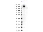 Cas 9 Antibody in Western Blot (WB)