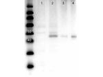 MEK2 N-Term Antibody in Western Blot (WB)