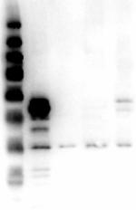 ERK1 N-Term Antibody in Western Blot (WB)