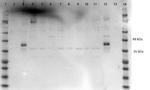 ERK1 C-Term Polyclonal Antibody