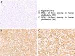 MEK2 C-Term Polyclonal Antibody