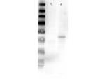 MEK2 C-Term Antibody in Western Blot (WB)
