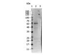 Phospho-Nuclear receptor ROR gamma (Ser203) Polyclonal Antibody
