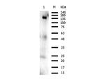 Orf2 Antibody in Western Blot (WB)