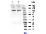 PIK3CB Polyclonal Antibody