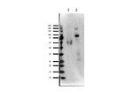 EZH1 Polyclonal Antibody