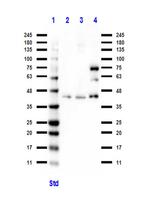 BCL3 Antibody in Western Blot (WB)