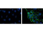 ZO-1 Polyclonal Antibody