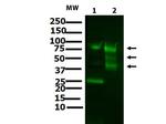 ATF6 Antibody in Western Blot (WB)