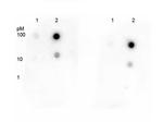 Acetyl-p53 (Lys292) Antibody in Dot Blot (DB)