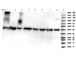 Acetyl-p53 (Lys292) Antibody in Western Blot (WB)