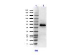 HSF1 Antibody in Western Blot (WB)