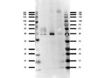 Ffar4 Polyclonal Antibody