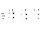 Acetyl-p53 (Lys305) Antibody in Dot Blot (DB)