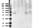 Acetyl-p53 (Lys305) Antibody in Western Blot (WB)