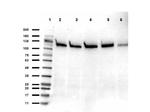 SIRT1 Polyclonal Antibody