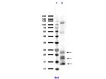 Ngp Polyclonal Antibody
